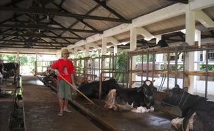 Jumlah sapi dan kerbau di Grobogan urutan kedua di Jateng