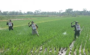 PERTANIAN KLATEN : Petani Enggan Manfaatkan Kartu Tani untuk Beli Pupuk, Ini Alasannya