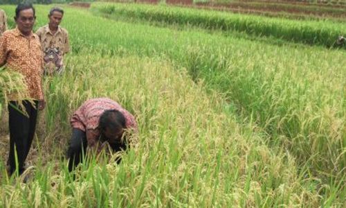 LBH Semarang: Alih Fungsi Lahan di Jateng Masif Sejak 2019