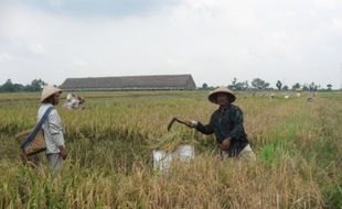 Padi varietas baru kena wereng, petani bingung