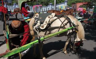 Kuda di Manahan pun mulai bercelana