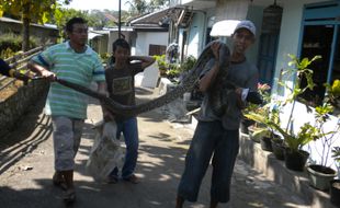 Piton 3,5 meter gegerkan warga