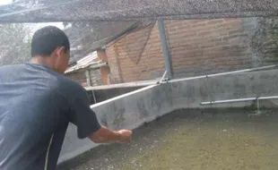 Petani Ikan di Sleman Merugi 