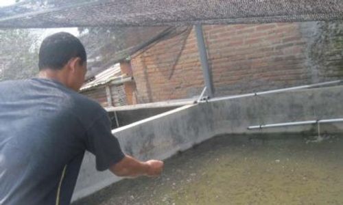 Desa Bolon di Karanganyar Jadi Sasaran Budi Daya Ikan Minapadi