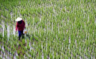 Petani nekad tanam padi, irigasi diancam diblokir