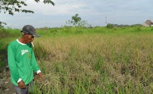 466 Hektar sawah di Boyolali puso