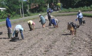 PERTANIAN BOYOLALI : Gara-Gara Tol Soker, 15 Ha Sawah Irigasi Teknis Pandeyan Jadi Sawah Tadah Hujan