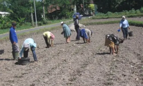 KONGRES PANGAN DUNIA : 2 Desa di Boyolali Mulai Siapkan Sawah Percontohan