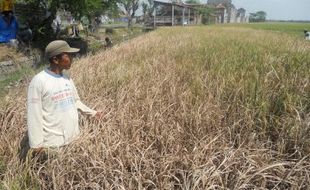 PERTANIAN KLATEN : 197 Hektare Lahan Pertanian Gagal Panen