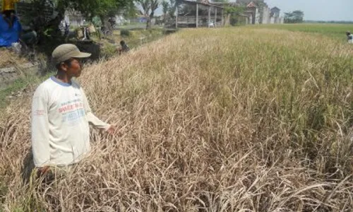 PERTANIAN BOJONEGORO : Wereng Menyerbu, 2.000 Ha Lahan Padi Terancam Gagal Panen