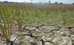 KEMARAU 2015 : Pantura Paling Berisiko Terdampak El Nino