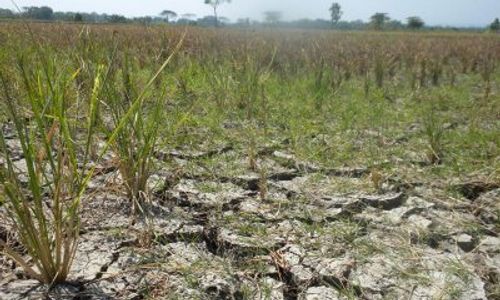 KEKERINGAN BANTUL : DIY Alami Kemarau Hingga Oktober