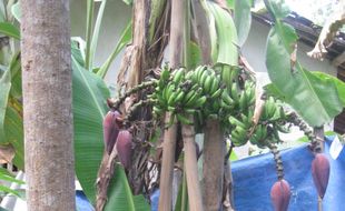 Pohon pisang ambon berbuah 7 tandan