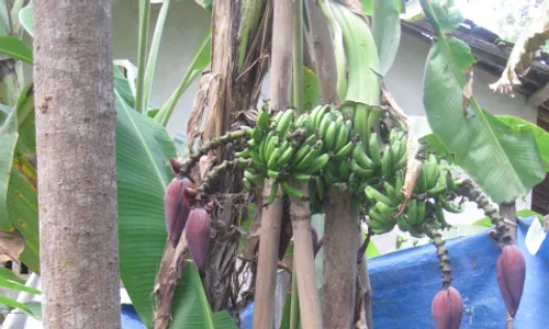 Pohon pisang ambon berbuah 7 tandan