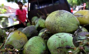 KELAPA MUDA