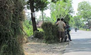 Tanaman diserang tikus, petani pilih jual jerami 