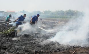 Los tembakau terbakar, kerugian ratusan juta