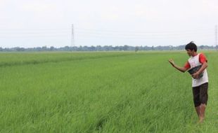 PERTANIAN KULONPROGO : Kondisi Saluran Irigasi Buruk, Petani Tunda Waktu Tanam