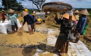 KTNA Klaten: Petani hadapi ironi