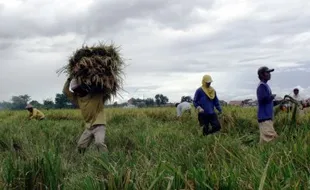 KTMI kembangkan pupuk bakteri