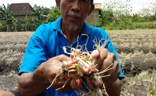 BANJIR BANTUL : Tanaman Bawang Terendam Air, Petani Rugi Miliaran Rupiah