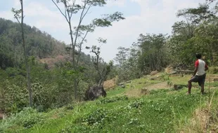 Kisah petani Selogiri melawan kera