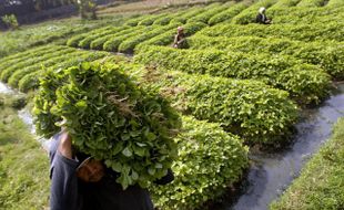 PETANI PANEN BAYAM