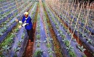 PETANI PASANG PENYANGGA TANAMAN TOMAT