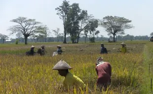 Petani Tanjungsari panen padi dengan metode Tabela