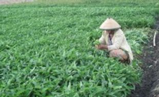 Manfaatkan sawah kering untuk tanam kangkung