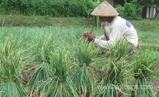 Nasib Tanaman Bawang Merah Srigading Tamat