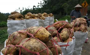 KEKHAWATIRAN PETANI KETELA TAWANGMANGU