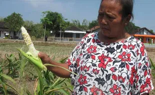 JAGUNG RUSAK AKIBAT SERANGAN JAMUR