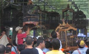 LOMBA BURUNG BERKICAU DI BALEKAMBANG, SOLO