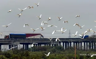 HABITAT BURUNG BANGAU