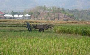 ANGKUT KAYU BAKAR