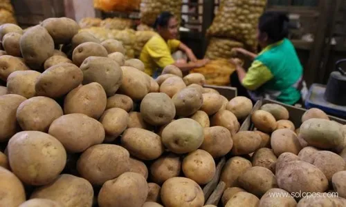 PERTANIAN JATENG : Harga Kentang Stabil, Petani Batang Ketagihan