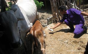 Dinas Pertanian suntik puluhan sapi 