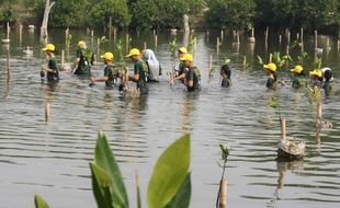 PENANAMAN BIBIT MANGROVE