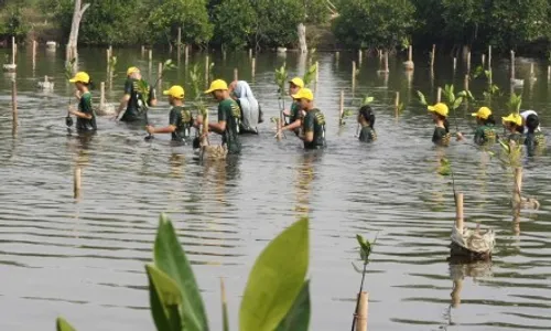 PROGRAM PENGHIJAUAN : Cegah Abrasi, Phapros Tanam 2.500 Bakau di Pantai Maron