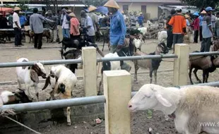 Jelang kurban, harga sapi dan kambing jawa meroket , domba masih lesu