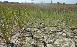 Dikelilingi empat sumber mata air, lahan tanam di Brangkal tetap bera