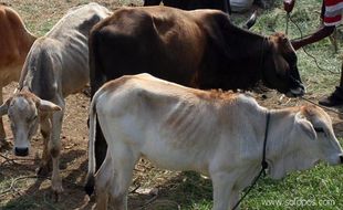 Kemarau panjang susutkan pasokan rumput, peternak sapi bingung