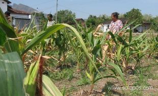  Terserang jamur, 17 hektare tanaman jagung gagal panen