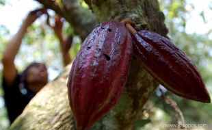  Kemarau panjang, produktivitas petani Kakao Patuk menurun drastis