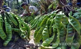 5 Daerah Penghasil Petai Terbanyak di Jatim, dari Probolinggo hingga Pasuruan