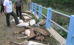 Wonogiri Hari Ini: 1 November 2011, 18 Ekor Kambing Mati Bersamaan