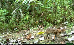 WWF temukan lima spesies kucing langka di hutan Riau