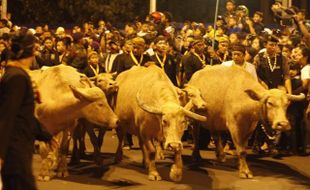 MALAM 1 SURO SOLO : Kisah Mistis Kerbau Bule Kiai Slamet