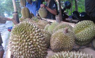 DURIAN LOKAL